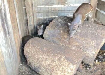 Sema e PM devolvem ao habitat natural 5 pacas resgatadas de cativeiro em Tabaporã