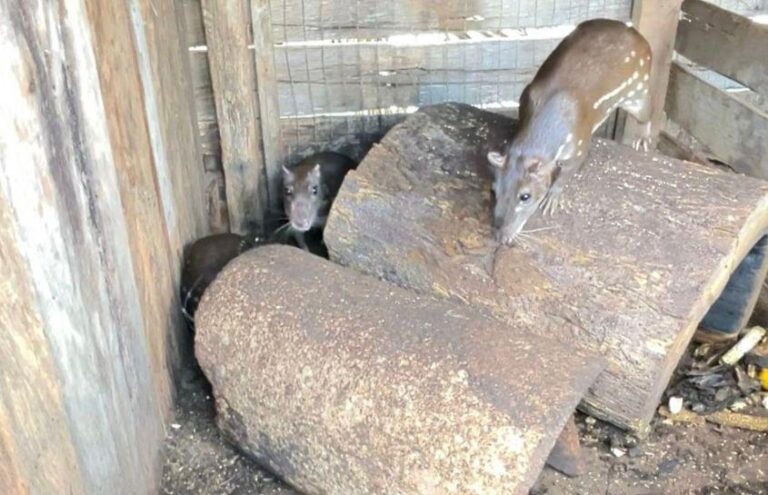 Sema e PM devolvem ao habitat natural 5 pacas resgatadas de cativeiro em Tabaporã