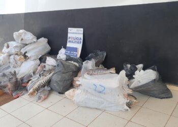 Polícia Militar apreende mais de 700 quilos de pescado irregular no interior de MT