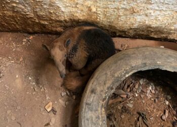 Corpo de Bombeiros resgata cão, porco-espinho e tamanduá-mirim de locais de risco