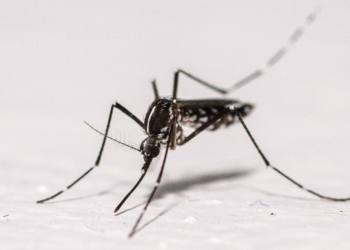 Mosquitos da mata atlântica preferem sangue humano, diz estudo