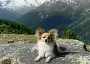 O chihuahua que salvou seu dono da morte em uma geleira da Suíça