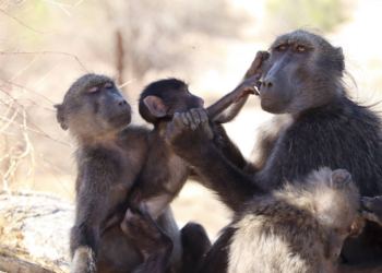Rivalidade entre irmãos sugere que babuínos sentem ciúmes como humanos