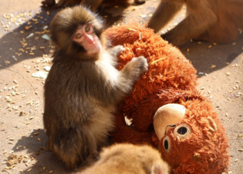 É #FATO: Macaco filhote rejeitado pela mãe 'adota' orangotango de pelúcia em zoológico do Japão; assista