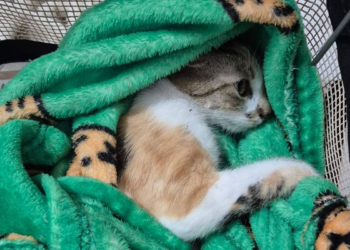 Mulher é presa após arremessar gata do 12º andar de prédio em Curitiba