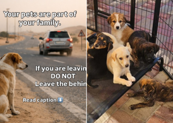 Fuga da guerra leva tutores a abandonar animais e buscar eutanásia em Dubai, alertam ONGs