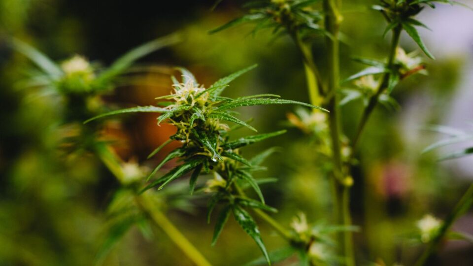 Maconha medicinal em xeque: novo estudo não encontra benefícios para saúde mental