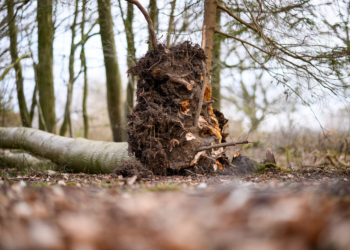 Queda de árvore mata três pessoas durante caça a ovos de Páscoa em floresta na Alemanha