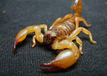 MT registra mais de 2 mil ataques de escorpiões; veja cidades com maior risco