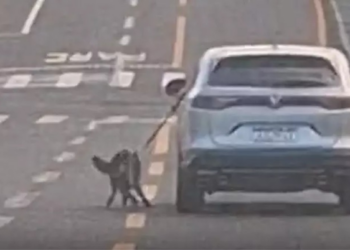 Motorista arrasta cachorro pela coleira do lado de fora de carro; vídeo