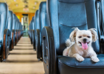 Mato Grosso proíbe cobrança de taxa de embarque para pets e cães-guia em ônibus intermunicipais