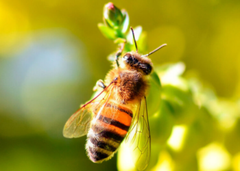 Os insetos estão desaparecendo. E sim, isso afeta a sua vida