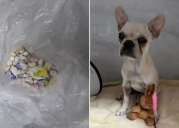 Filhote de buldogue francês ingere mais de 50 pedras de crack e tutora é presa; veja vídeo