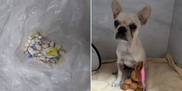 Filhote de buldogue francês ingere mais de 50 pedras de crack e tutora é presa; veja vídeo