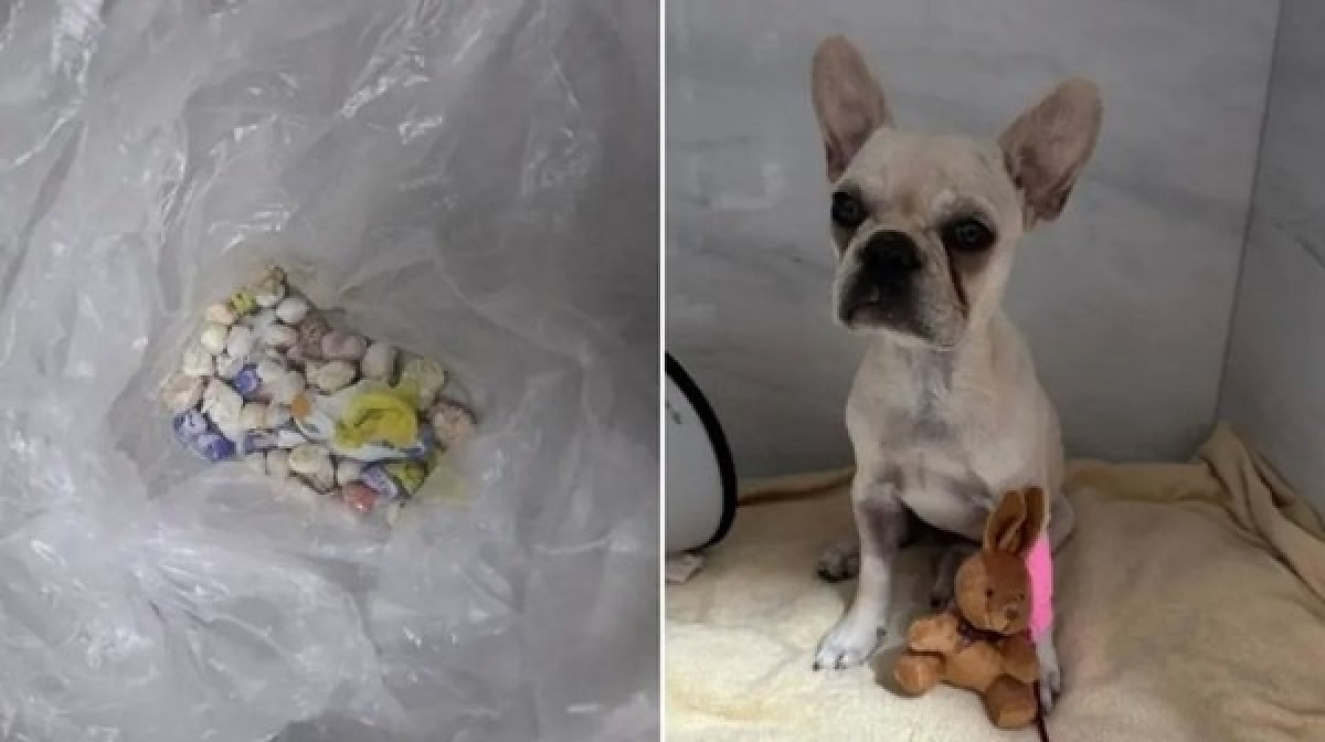 Filhote de buldogue francês ingere mais de 50 pedras de crack e tutora é presa; veja vídeo