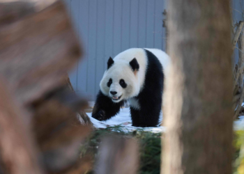 Em 'diplomacia do panda', China envia dois animais aos EUA antes de visita de Trump