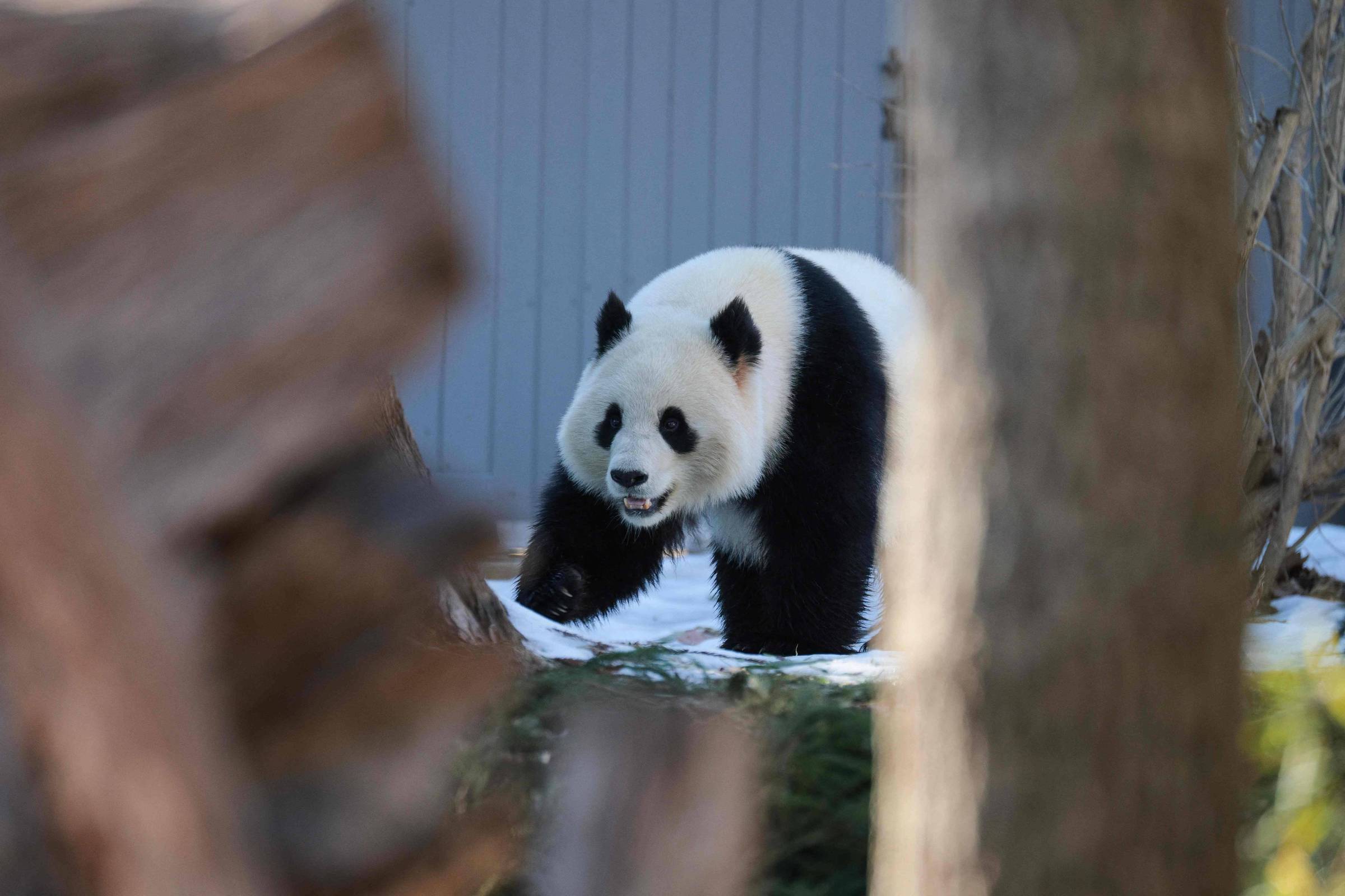 Em 'diplomacia do panda', China envia dois animais aos EUA antes de visita de Trump