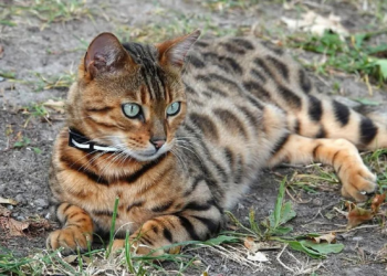 Gato bengal invade casa e ataca criança; Justiça fixa multa para dona em Rondonópolis