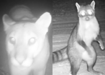 Câmeras escondidas registram cenas raras e curiosas de animais no Pantanal