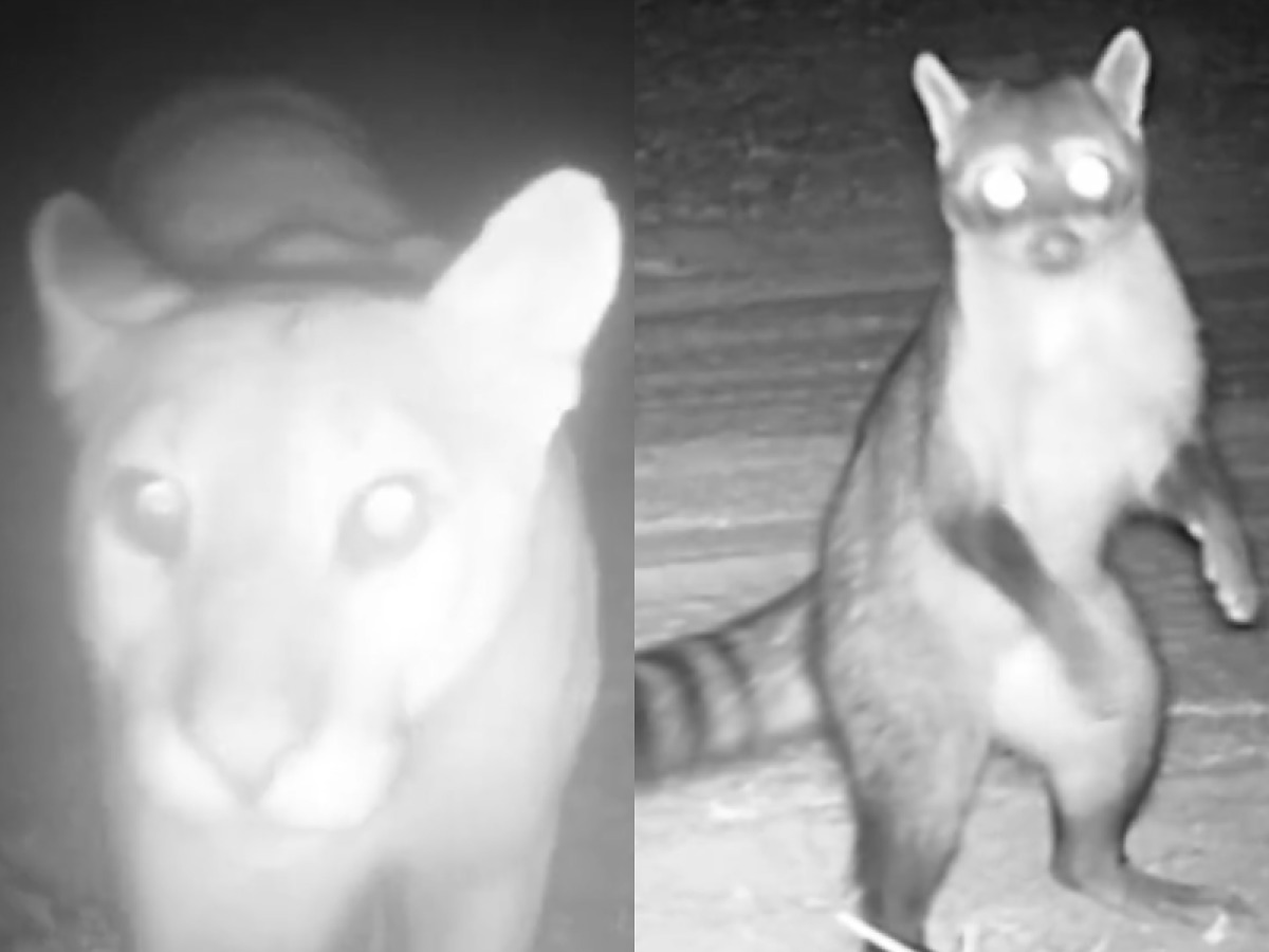 Câmeras escondidas registram cenas raras e curiosas de animais no Pantanal