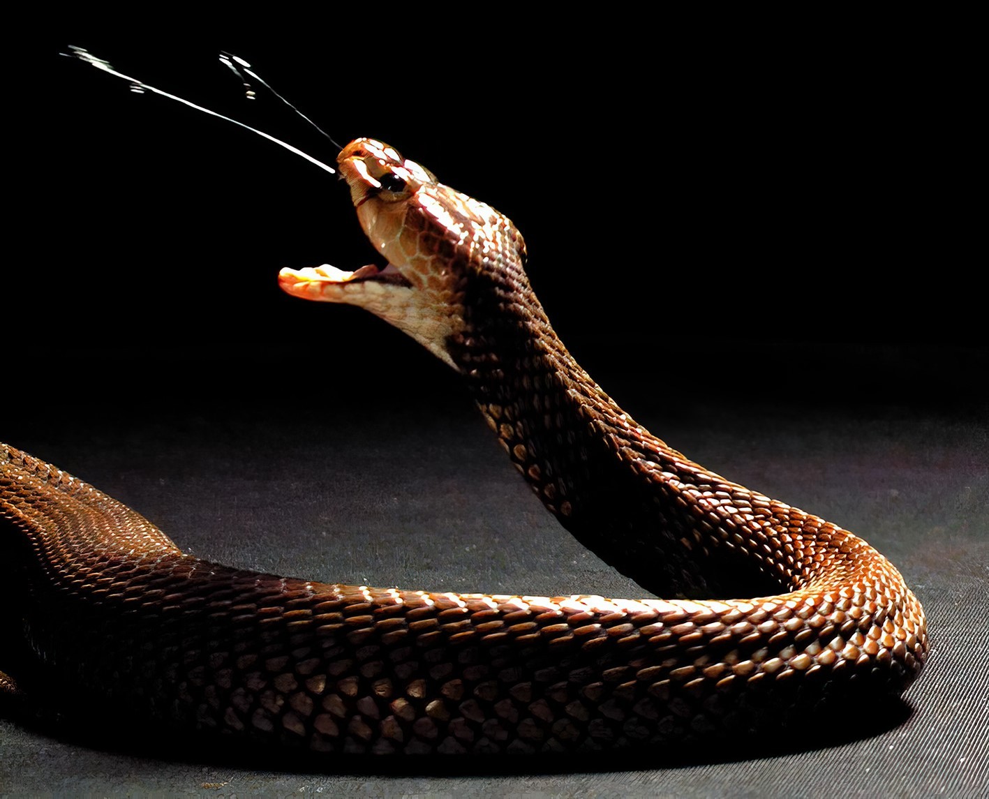 Turista morre após cobra entrar em calça e picá-lo em show de encantador de serpentes no Egito