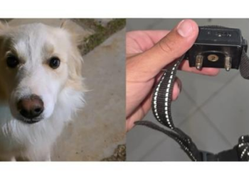 Tutor acusa hotel pet em Brasília de usar coleira de choque em seu cachorro