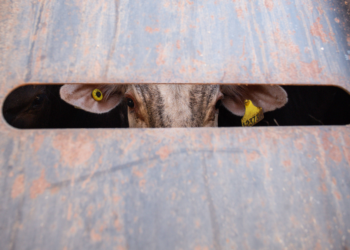 O veto europeu à carne brasileira era previsível