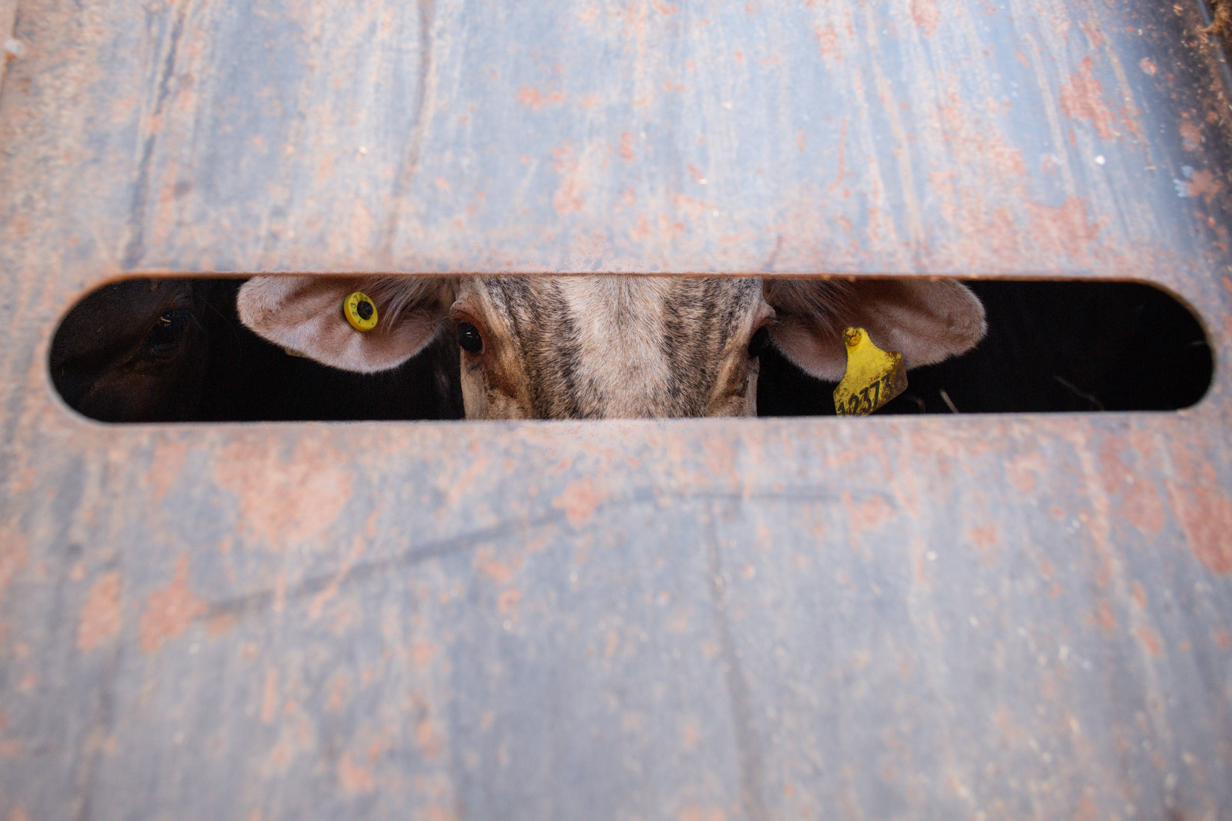 O veto europeu à carne brasileira era previsível