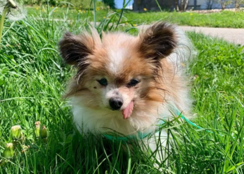 Cachorro 'mais velho do mundo' morre aos 30 anos na França