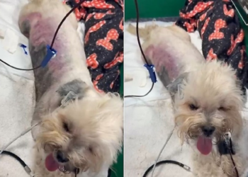 Após cachorro sofrer queimaduras, CRMV orienta tutores sobre cuidados com pet shops: “Presença de veterinário é fundamental”