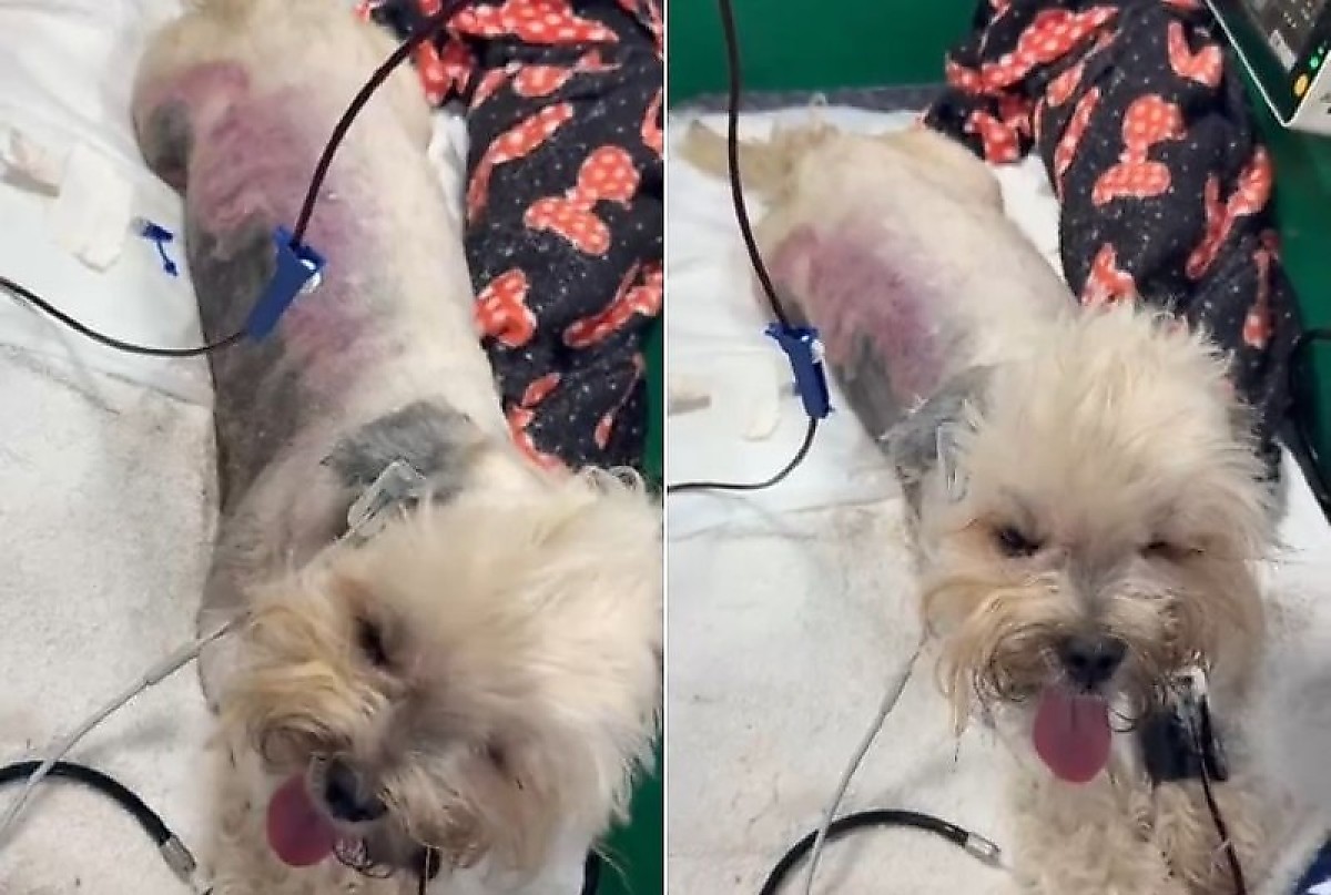 Após cachorro sofrer queimaduras, CRMV orienta tutores sobre cuidados com pet shops: “Presença de veterinário é fundamental”