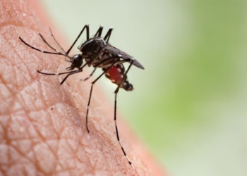 Cuiabá registra queda de 99% nos casos de chikungunya e reduz dengue pela metade