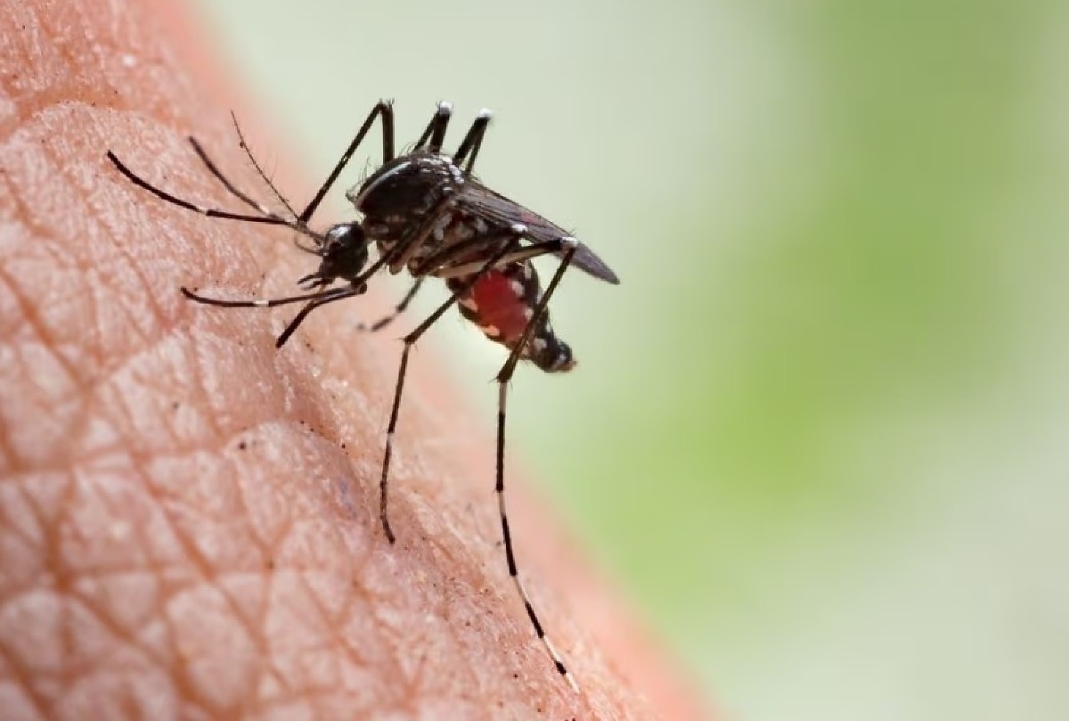 Cuiabá registra queda de 99% nos casos de chikungunya e reduz dengue pela metade