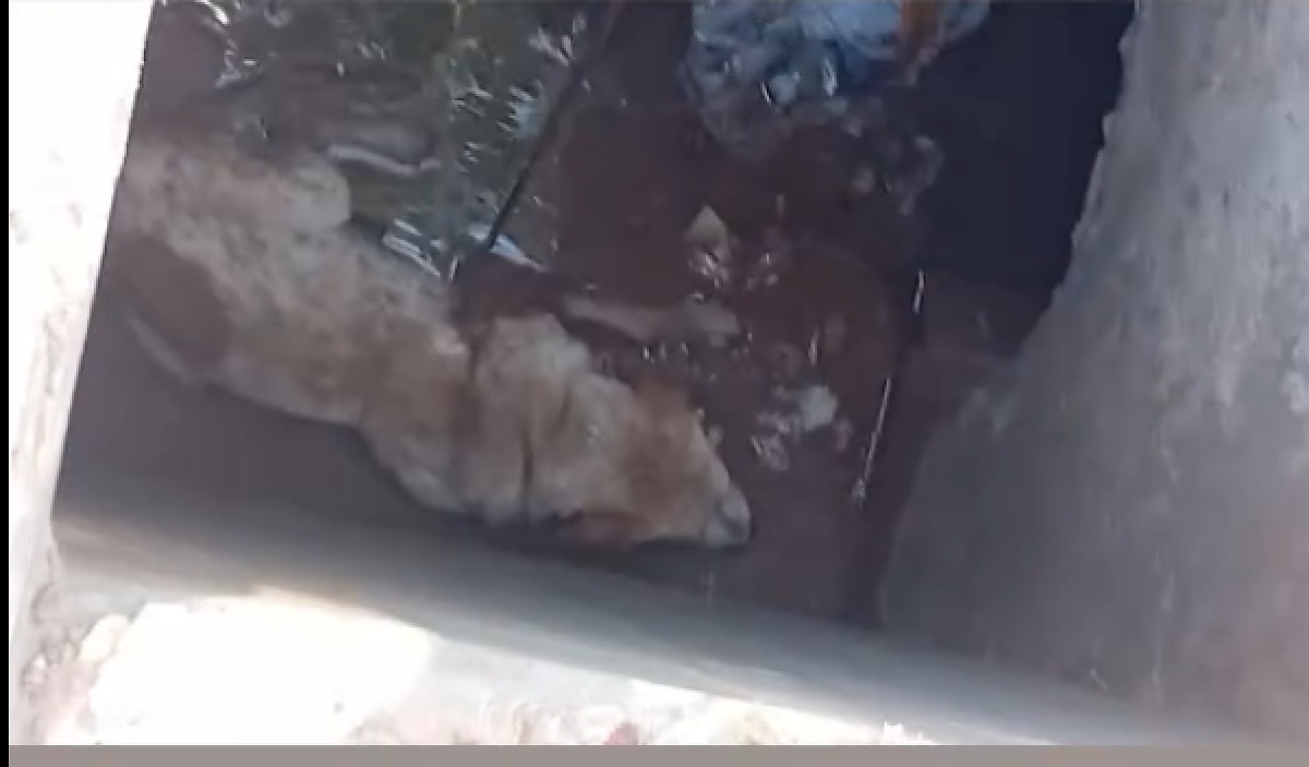 Cachorro é resgatado após cair em bueiro aberto na Fernando Corrêa