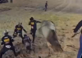 Por centímetros, peão escapa de ser pisoteado por touro durante rodeio; vídeo
