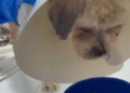 Cachorro Ted apresenta melhora significativa, mas segue em tratamento intensivo; "Um verdadeiro milagre", diz ONG