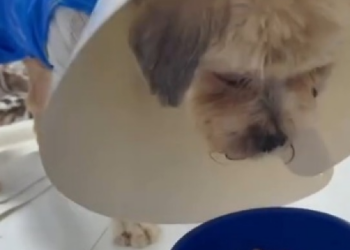 Cachorro Ted apresenta melhora significativa, mas segue em tratamento intensivo; "Um verdadeiro milagre", diz ONG
