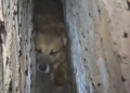 Cão caramelo é resgatado após ficar preso entre as paredes de duas residências em operação de salvamento