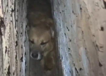 Cão caramelo é resgatado após ficar preso entre as paredes de duas residências em operação de salvamento