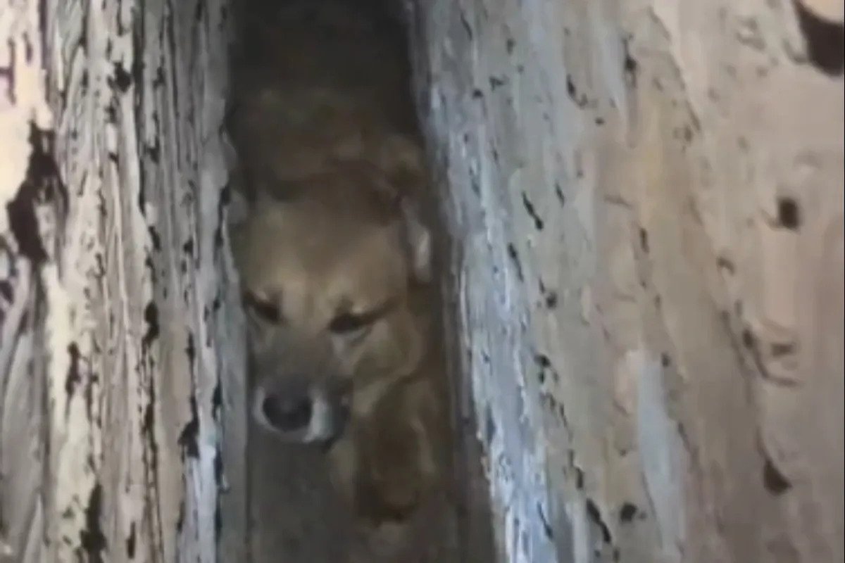 Cão caramelo é resgatado após ficar preso entre as paredes de duas residências em operação de salvamento