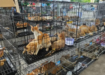 Rede que roubava gatos para consumo humano é desmantelada no Vietnã e centenas de animais são salvos