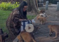 Indonésia cogita 'ilha dos gatos' como solução para gatos de rua