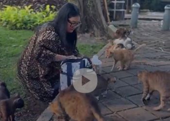 Indonésia cogita 'ilha dos gatos' como solução para gatos de rua