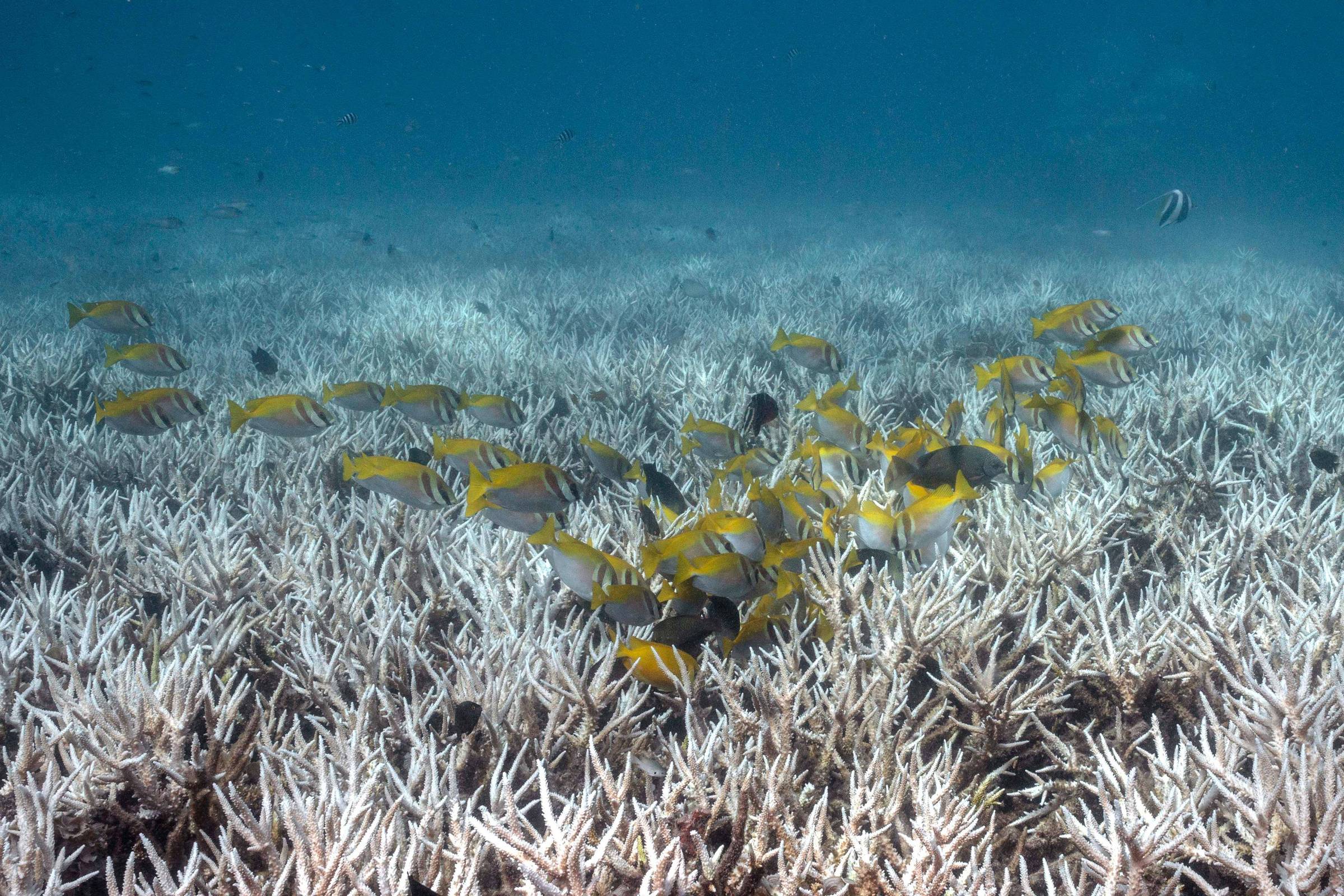 Mudanças climáticas, não El Niño, causaram branqueamento de corais em escala global