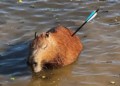 Morre capivara resgatada após ser ferida com flecha na zona sul de SP