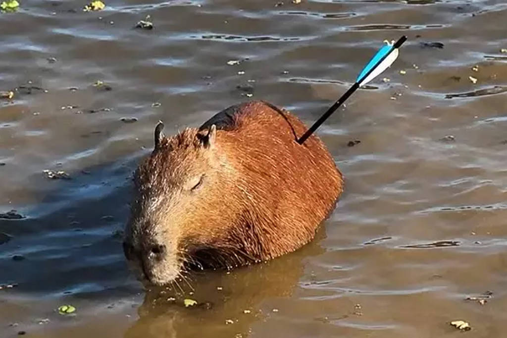Morre capivara resgatada após ser ferida com flecha na zona sul de SP
