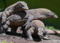Hobbit indonésio comeria carne que sobrava de presas de dragões-de-komodo