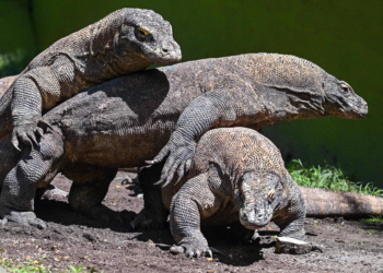 Hobbit indonésio comeria carne que sobrava de presas de dragões-de-komodo