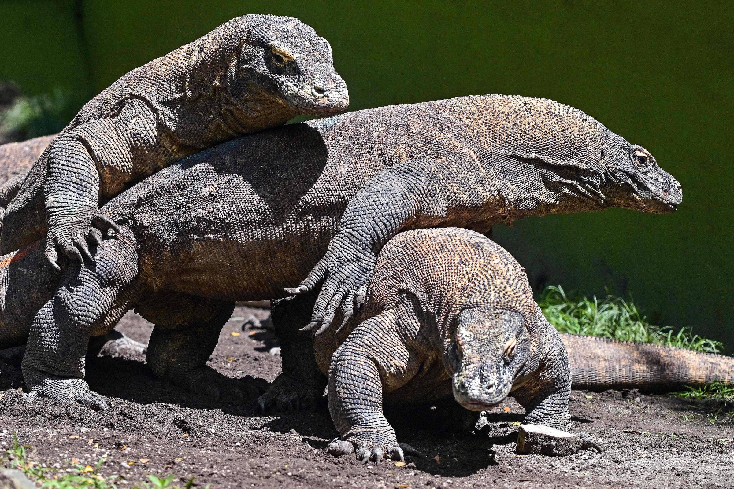 Hobbit indonésio comeria carne que sobrava de presas de dragões-de-komodo