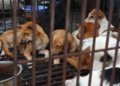 Coreia do Norte recomenda sopa de carne de cachorro para enfrentar onda de calor